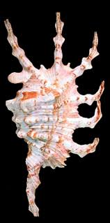 Fam Strombidae Lambis Scorpius Linnaeus 1758 Common Name The Scorpion Conch Or Scorpion Spider Conch Schelpen Natuur