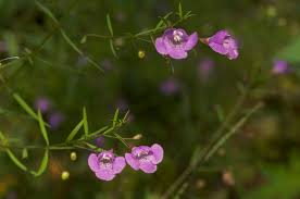 Image result for Geigeria filifolia