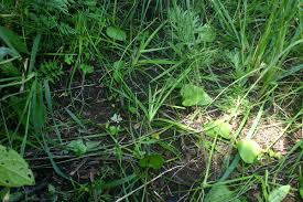 Image result for Ophioglossum reticulatum