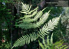 Image result for Pteridium aquilinum