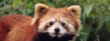 Os pets servem para dar habilidades extras aos jogadores, assim como as habilidades dos personagens, eles podem ser decisivos durante os nomes devem ser usados para os pets: Animal Spotlight Red Panda Animal Almanac