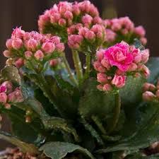 Significado Flor Kalanchoe Imagenes De Plantas Kalanchoe Blossfeldiana Plantas