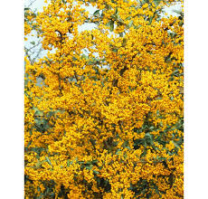 Image result for Pyracantha coccinea soleil d'or