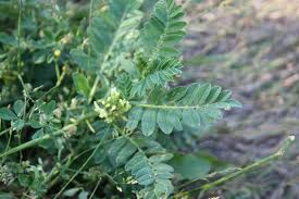 Image result for Cicer