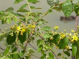 Image result for Grewia monticola