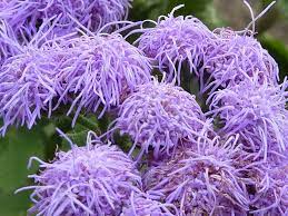 100 Dwarf Blue Mink Ageratum Houstonianum Fuzzy Double West Etsy Flower Seeds Mosquito Repelling Plants Flower Care