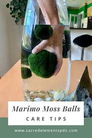 Marimo Moss Balls Care Tips Marimo Moss Ball Marimo Moss Ball Terrarium Marimo Moss