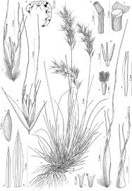 Image result for Urochloa semiundulata