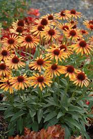 New And Unusual Coneflower Varieties Hgtv Gardens Planting Flowers Plants Flowers Perennials