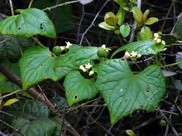 Image result for Zehneria