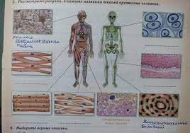 5. Рассмотрите рисунки. Укажите названия тканей организма человека. W  Соединительная ткань (кровь) - Школьные Знания.com