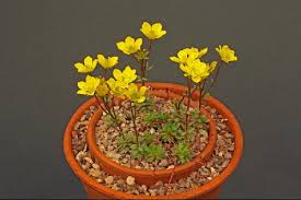 Image result for Galiniera saxifraga