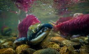 How Do Salmon Know Where They Were Hatched Sea West News