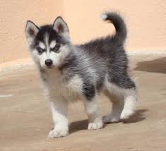 Meet this athletic, intelligent, and independent breed! Alaskan Husky Puppy Price Information Petsidi