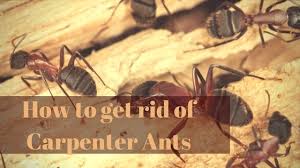 How can you tell if the ant in front of you is a carpenter ant or not? How To Get Rid Of Carpenter Ants All Around The House