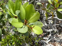 Image result for Manilkara