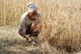 The wheatlands plantation picture who lived there? Wheat Crop In India The Productivity Woes Geography And You