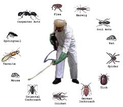There comes a time when you are exhausted from ants invading your kitchen, moles destroy your lawn or rodents chewing your house apart. Pest Control Services Pest Control Services Orkin Pest Control Chennai Id 12394400162