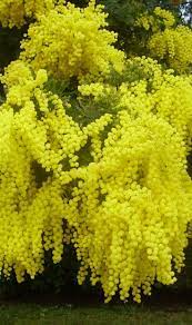 Check spelling or type a new query. Amazing Things In The World Lovely Amazing World Flowering Trees Yellow Flowers Trees To Plant