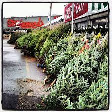 Stew Leonards Christmas Trees 2021 Photo Christmas Trees At Stew Leonard S