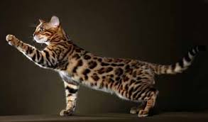 Salah satu jenis kucing liar memang terkenal sebagai sebutan kucing. Ciri Ciri Dan Karakteristik Kucing Bengal Asli Ini Yang Perlu Kamu Ketahui Dunia Kucing