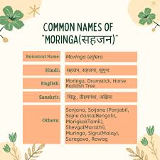 Farmers enjoy growing this tree because it is not difficult at all. Moringa Moringa Oleifera Moringa Moringa Oleifera à¤¸à¤¹à¤œà¤¨ Introduction Benefits Usage Herbal Arcade Moringa Moringa Oleifera à¤¸à¤¹à¤œà¤¨ Introduction Benefits Usage