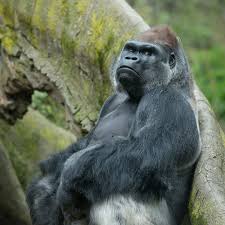 In zoos, animals can generally be given more intensive care than is possible in nature reserves or sanctuaries. Coronavirus At The Zoo Social Distancing With Gorillas