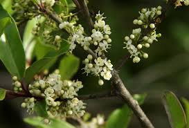 Image result for Ilex mitis