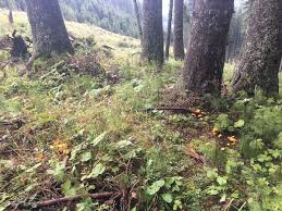 Vom eierschwammerlgulasch bis zu geröstete eierschwammerl. Pilze Jagd Wie Man Ergiebig Pilze Sammelt Findet Eierschwammerl Steinpilze Pifferlinge Im Wald Kitzbuheler Alpen Tirol