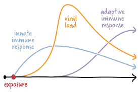 The antigen first must be processed and recognized. Charting A Covid 19 Immune Response The New York Times