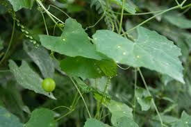 Image result for Zehneria