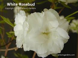 White Rosebud Plants For Sale A Hardy Evergreen Azalea Large Photo Rhododendron Azaleas Plant Sale Rose Buds