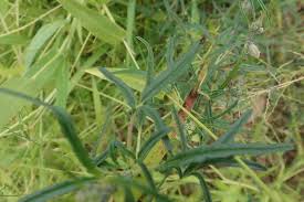 Image result for Sesamum alatum