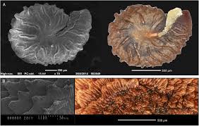 Image result for Cleome polyanthera