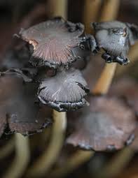 Image result for Coprinus micaceus