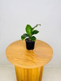 Image result for Palisota