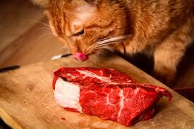 Felines have been eating raw food for thousands of years. Can Cats Eat Steak Cooked Or Raw