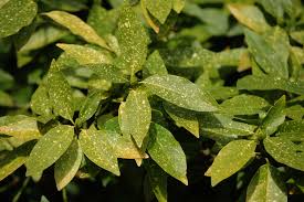 We did not find results for: Gold Dust Plant Care And Growing Guide