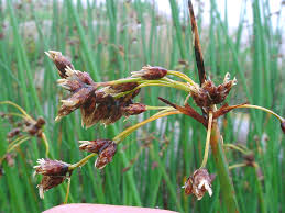 Image result for Schoenoplectus sp.no.1