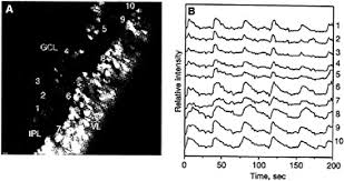 Vision: The Retina – Foundations Of Neuroscience