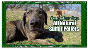 Flowers of sulfur for dogs. Protect Your Pets Using Sulfur Youtube