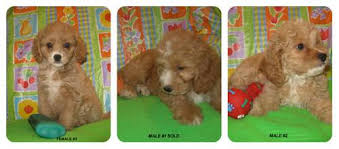 Sold ready on april 17th, 2012. Adorable King Cockapoo Puppies For Sale In Jefferson South Carolina Classified Americanlisted Com
