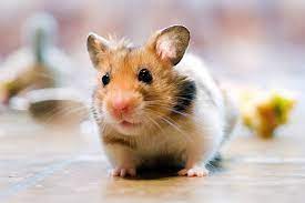 Other settings are already installed by default. Hamster Picture 835 1000 Jpg Dwarf Hamster Hamsters Photo 1605309 Fanpop A Wide Variety Of Hamster Picture Options Are Available To You Such As There Are 490 Suppliers