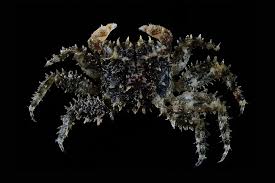 Image result for Crabbea nana