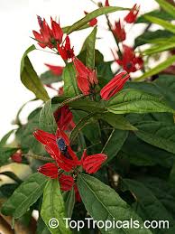 Image result for Embelia multiflora