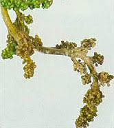 Image result for peronospora grapevine