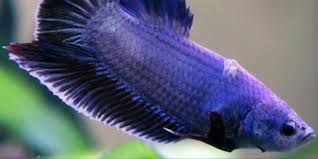 Featuring bright colors and elegant, flowing fins betta fish are the perfect. Betta Fish Series Different Betta Diseases The Aquarium Guide