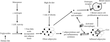 That's probably because she's been exposed to more estrogen. Role Of Dietary Fat On Obesity Related Postmenopausal Breast Cancer Insights From Mouse Models And Methodological Considerations Springerlink