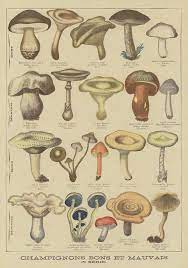 Edible And Poisonous Mushrooms By French School Mushroom Drawing Mushroom Poster Mushroom Art
