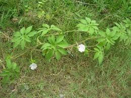 Image result for Ipomoea pes-tigridis
